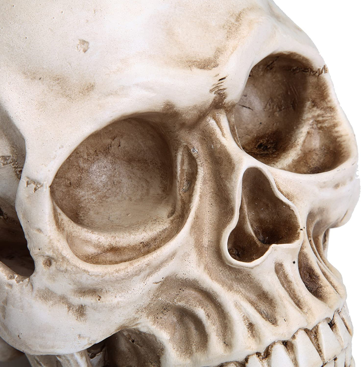 Life-Size Anatomically Accurate Human Skull Model