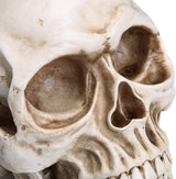 Life-Size Anatomically Accurate Human Skull Model - Close-Up Angle
