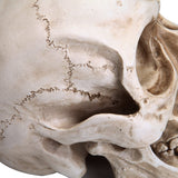 Life-Size Anatomically Accurate Human Skull Model - Low Angle