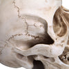 1:1 Replica Realistic Human Adult Skull Head Bone Model